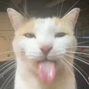bleh bleh