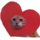Cat Luv Discord Emoji