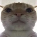 bruhsadcat Discord Emoji