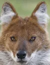 dhole