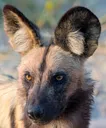 painteddog