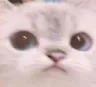 cat_wat