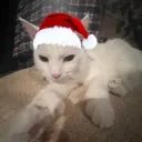 HERMAN
