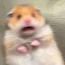 scaredhampsty Discord Emoji