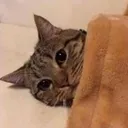cat_look