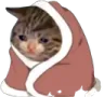 sadkocykcat