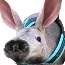 aardvarksniff