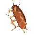 i_cockroachdance