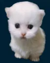 ewpert