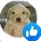thumbsup