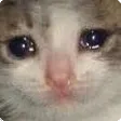 CatCrii Discord Emoji