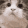 catyes Discord emoji