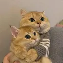 Cathug cathug Discord Emoji