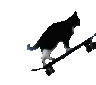 CatOnASkate