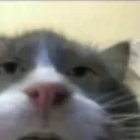 Bw_huh_cat Discord Emoji