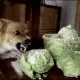 cabbageanger