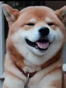 HAPPI