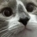 cat_watch