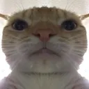 fw_catMad Discord Emoji