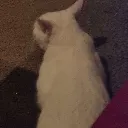 Inkyscatinheat Discord Emoji