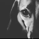 saddog