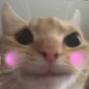 1cat_blush Discord Emoji