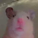 8hamsterstare