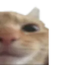 Cat2 cat2 Discord Emoji