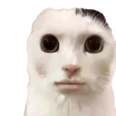 BAH_CatStare