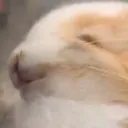 labbit_n