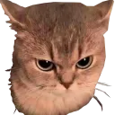 aurorasseriouscat