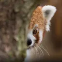 3308redpandapeek Discord Emoji