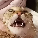 Meow meow Discord Emoji