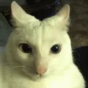 wdfbrah