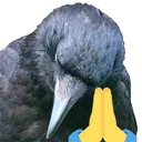 crowprayge