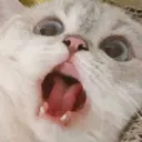 Kittyshock Discord Emoji