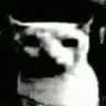gato