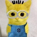 minion_cat minion_cat