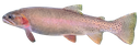 fishreal