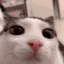 blinky