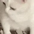 CatGag