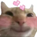 catlove