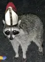 raccoongod