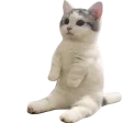 catsit