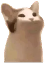 1113_Pop_cat