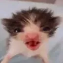 Erpert