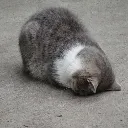 catsob