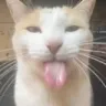 bleh bleh