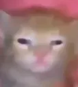 Drunkcat