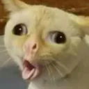 Catcough catcough Discord Emoji